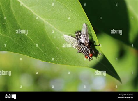 Flesh Fly Red Eyes Hi Res Stock Photography And Images Alamy