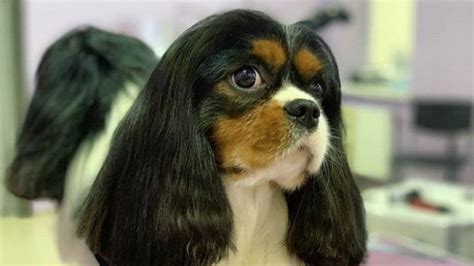 20 Best Cocker Spaniel Haircuts For Your Puppy The Paws Cavalier