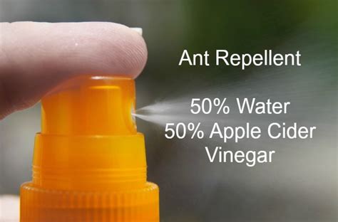 Ant Killer Remedies - Natural Ways to Repel Ants Effectively