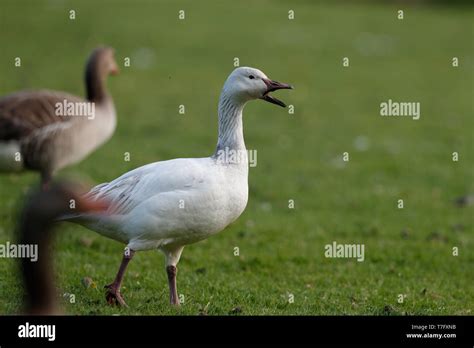 Greater Snow Goose Chen Caerulescens Atlanticus 2cy Gentofte