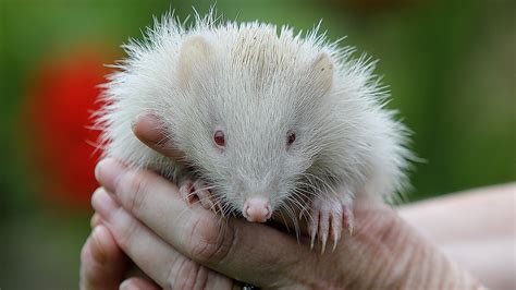 Albino Hedgehog Pet