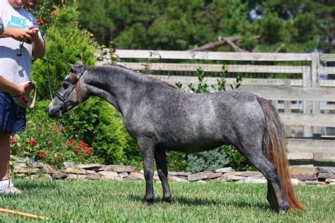 53 Best Mulberry Grey Ref Images On Pinterest Beautiful Horses Horse