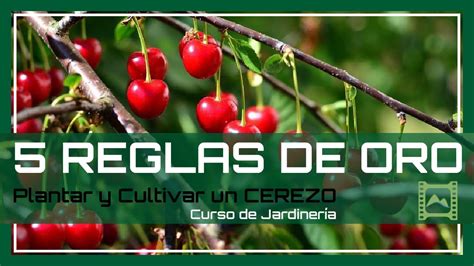 Guía completa Cada cuánto tiempo se riega un cerezo Herbie Seeds