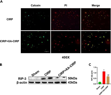 Xa Cirp Reduces Cirp Induced Pancreatic Acinar Cell Injury In Vitro The