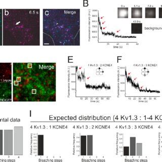 Analysis Of Kv Activation Kinetics Hek Cells Were Transfected