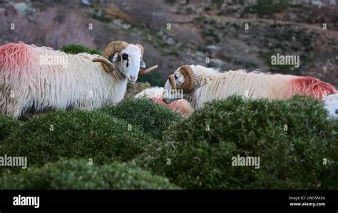 Grazing Erosion Sheep Hi Res Stock Photography And Images Alamy