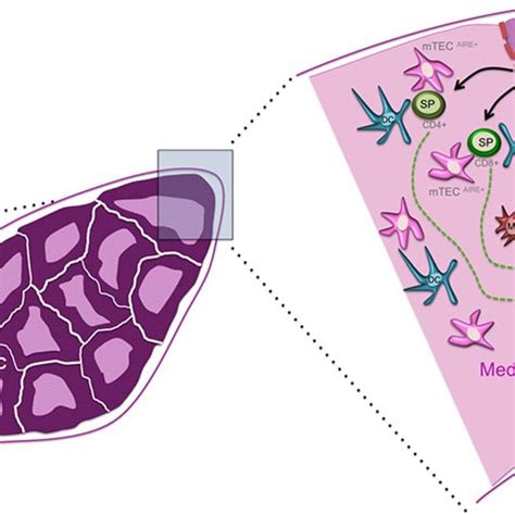 Thymus structure and development. Schematic representation of a human ...