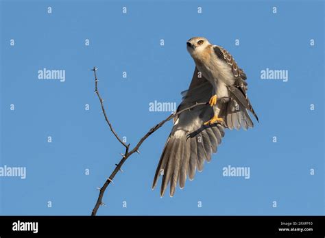 Black Winged Kite Elanus Caeruleus Kgalagadi Transfrontier Park