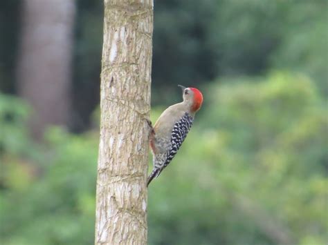 eBird Checklist 12 Oct 2023 Vía sin nombre Provincia de Darién PA