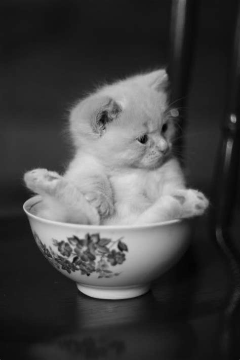 31 best Cats in cups images on Pinterest | Kitty cats, Adorable animals ...