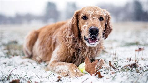 Golden Retriever Carattere E Comportamento Altezza