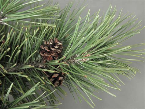 Pinus Sylvestris Pinaceae Image 44500 At PhytoImages Siu Edu