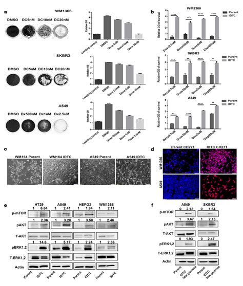 A Common Stress Induced Transition Of Cancer Cells Into Induced Download Scientific Diagram