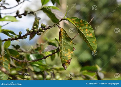 Rust Disease on Coffee Leaf from Fungus Stock Image - Image of harvest ...