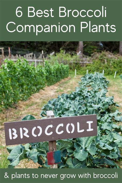 6 Best Companion Plants For Broccoli In Your Garden Artofit