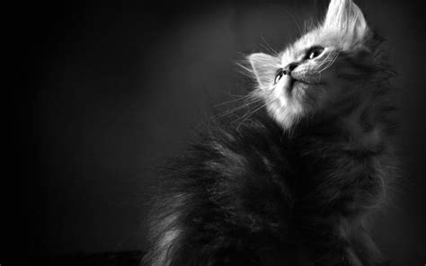 Fondos de pantalla gato monocromo Ojos sofá bigotes Maine Coon