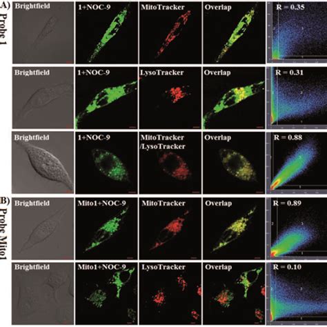 A Confocal images of HeLa cells co stained with 1 2 μM MitoTracker