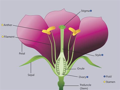 Don Di Fiore Illustrations: Flower Anatomy