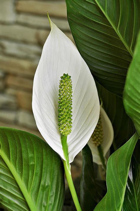 Como Plantar L Rio Da Paz Passo A Passo Caracter Sticas E Cuidados