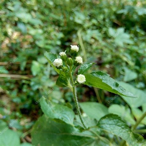 El bandotán Ageratum conyzoides es un tipo de maleza agrícola