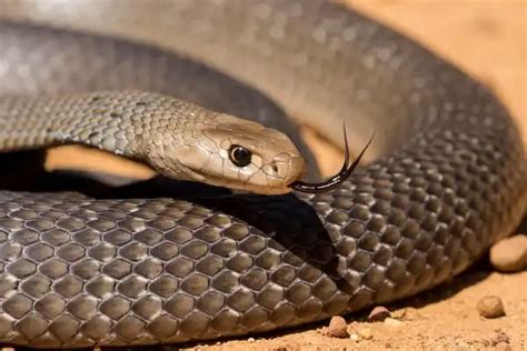 Eastern Brown Snake - Facts, Size, Diet, Pictures - All Animal Facts