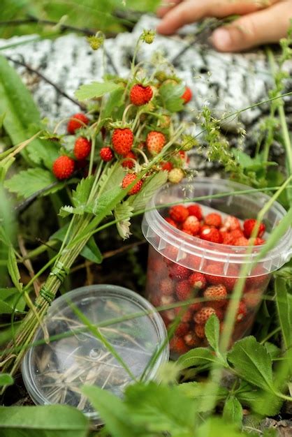 Copo de plástico cheio de morangos silvestres vermelhos maduros e monte