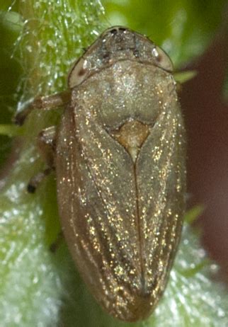 Meadow Spittlebug Philaenus Spumarius Bugguide Net