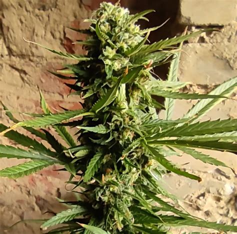 Tokamak Outdoor Growreport From The Customer Nuka Seeds Bank