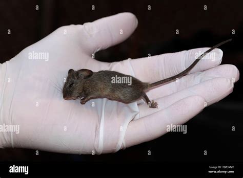 Dead House Mouse Mus Musculus In A Test Laboratory Stock Photo Alamy