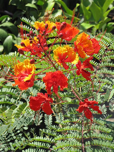 Mexican Bird Of Paradise Tree