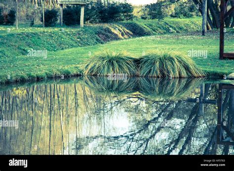 reflection of tree in autumn pond bright colors Stock Photo - Alamy