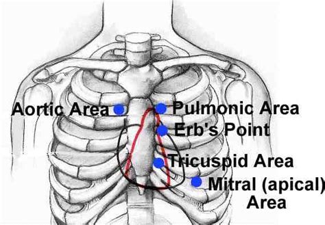 Heart Sounds w/ S1 and S2 location | Icu nursing, Heart sounds nursing ...