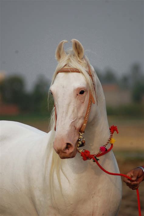 DW in Marwari | Color Genetics