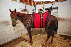 Rhinopneumonie Luchtwegen Ziektes En Aandoeningen Van Het Paard