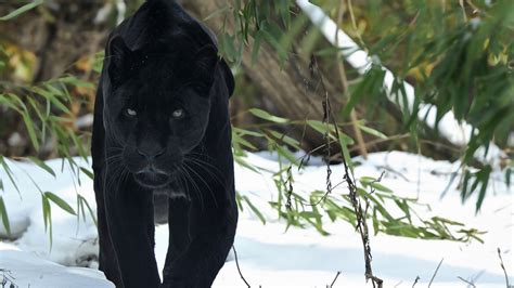 Black Panther, HD Animals, 4k Wallpapers, Images, Backgrounds, Photos ...