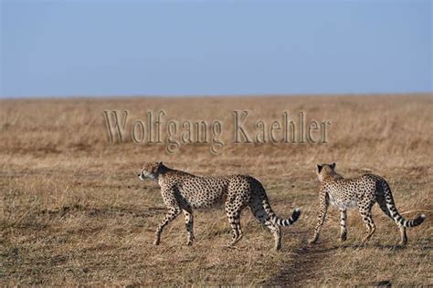 A Cheetah Acinonyx Jubatus And Her Kitten Are L Flickr