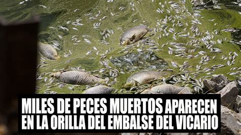 Miles De Peces Muertos Aparecen En La Orilla Del Embalse Del Vicario