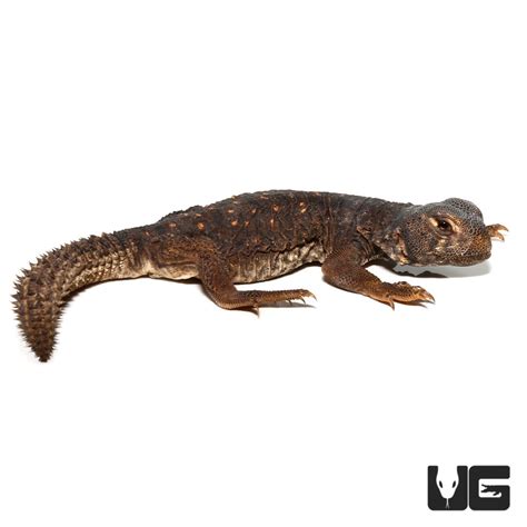 Baby Egyptian Uromastyx Uromastyx Aegyptia For Sale Underground