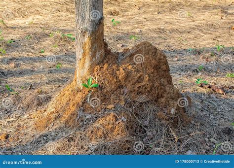 Termite Nest On Ground And Pine Tree Stock Image Image Of Mound