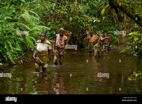 The Life Of The Bayaka Pygmies In The Equatorial Rainforest Central