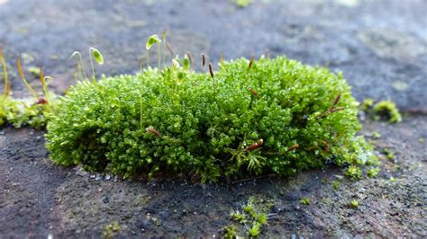 Fotos Gratis árbol Naturaleza Césped Hoja Flor Musgo Verde Hierba Suelo Botánica