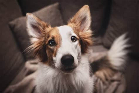 Pourquoi Mon Chien Renifle T Il Mes Yeux Chienino