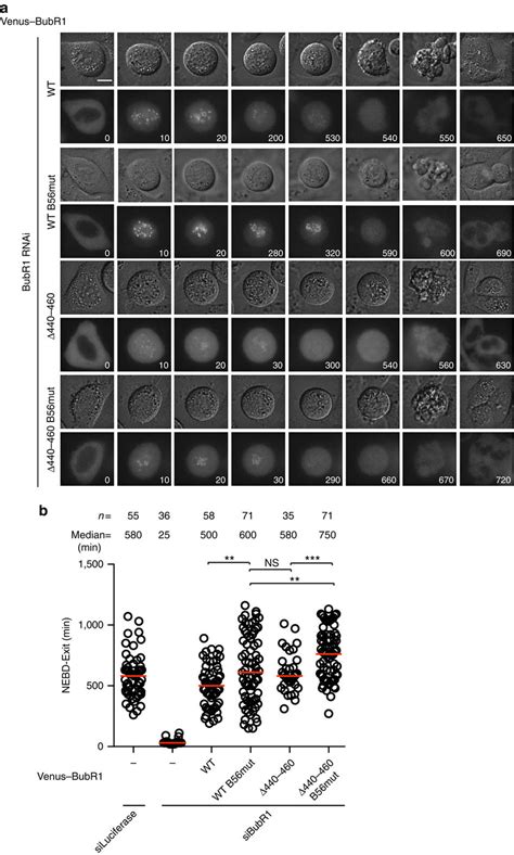 Time Lapse Analysis Of Sac Proficiency Of Bubr Mutants A Hela Cells