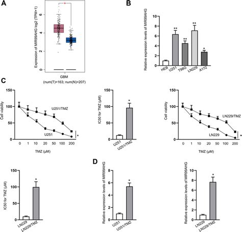 LncRNA MIR99AHG Is Overexpressed In GBM And Linked To TMZ Resistance Of