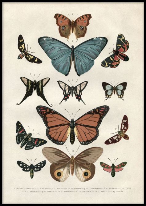 Vintage Butterflies Poster Illustration Art Butterfly Poster