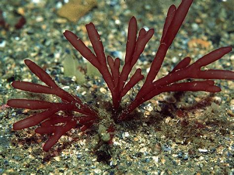 Red Algae Caribbean Coral Reef Food Web Inaturalist Mexico