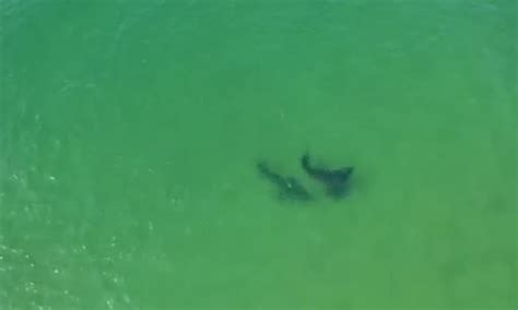 Great White Sharks Spotted Interacting Off The Coast Of Cape Cod For