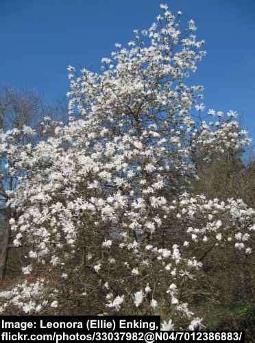 28 Dwarf Magnolia Trees That Are Perfect for Small Gardens