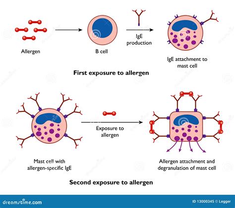 Mast Cells And Allergy Royalty Free Stock Photo Image 13000345