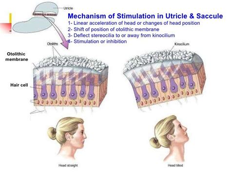 Otolithic Membrane Histology